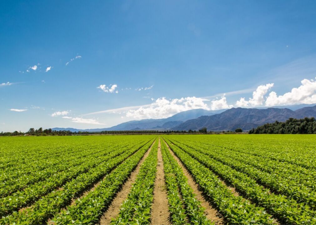 California farms 20% of America’s organic land